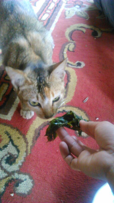 kucing vegetarian