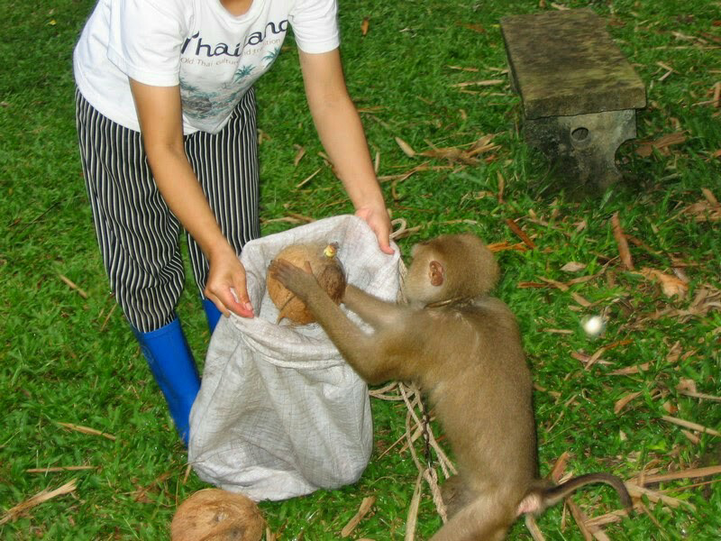 sekolah unik kera di thailand