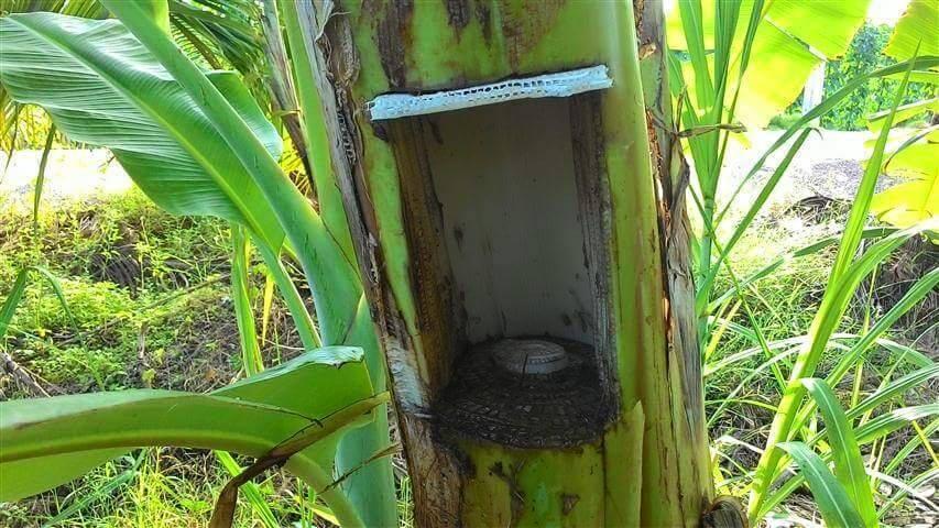 Trik Agar Pohon Pisang Bisa Berbuah Dua Kali ?