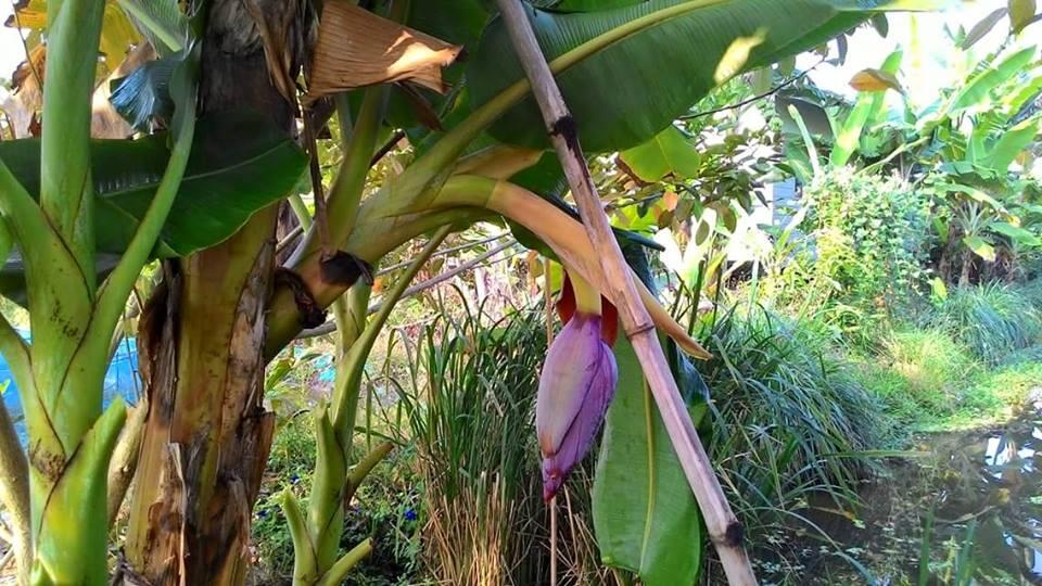 Trik Agar Pohon Pisang Bisa Berbuah Dua Kali ?