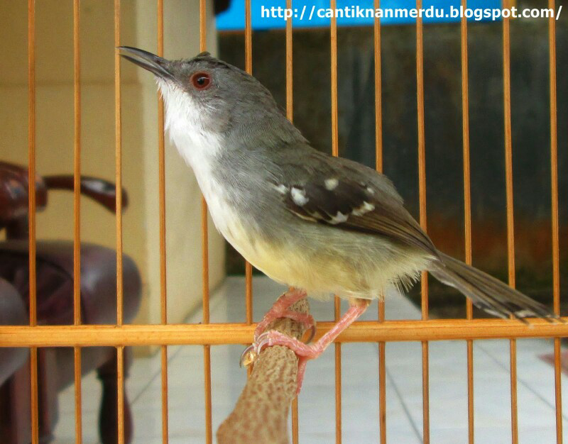 mengenal keluarga ciblek /prinia diindonesia