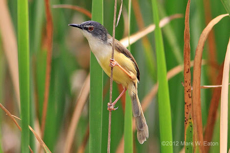 mengenal keluarga ciblek /prinia diindonesia