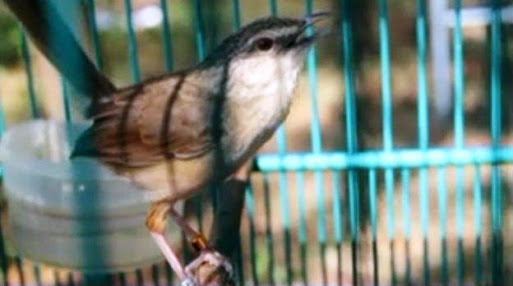 mengenal keluarga ciblek /prinia diindonesia