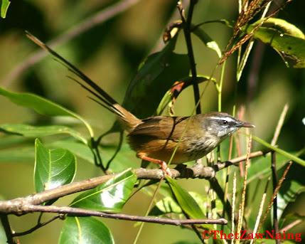 mengenal keluarga ciblek /prinia diindonesia