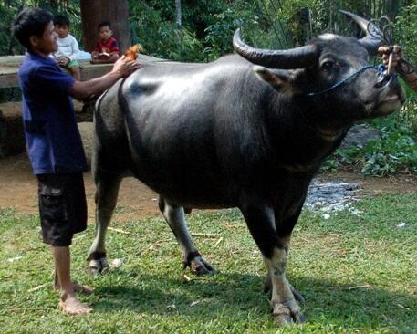 Toraja, Rambu Solo' &amp; Most Expensive Buffalo