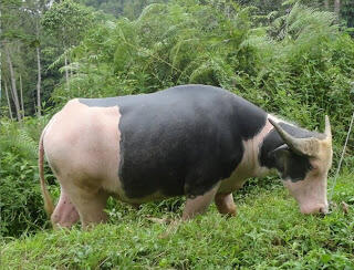 Toraja, ritual upacara adat &amp; Most Expensive Buffalo