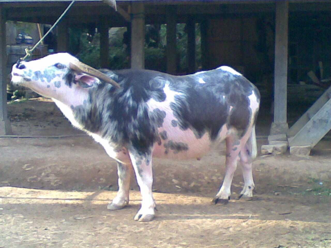 Toraja, ritual upacara adat &amp; Most Expensive Buffalo