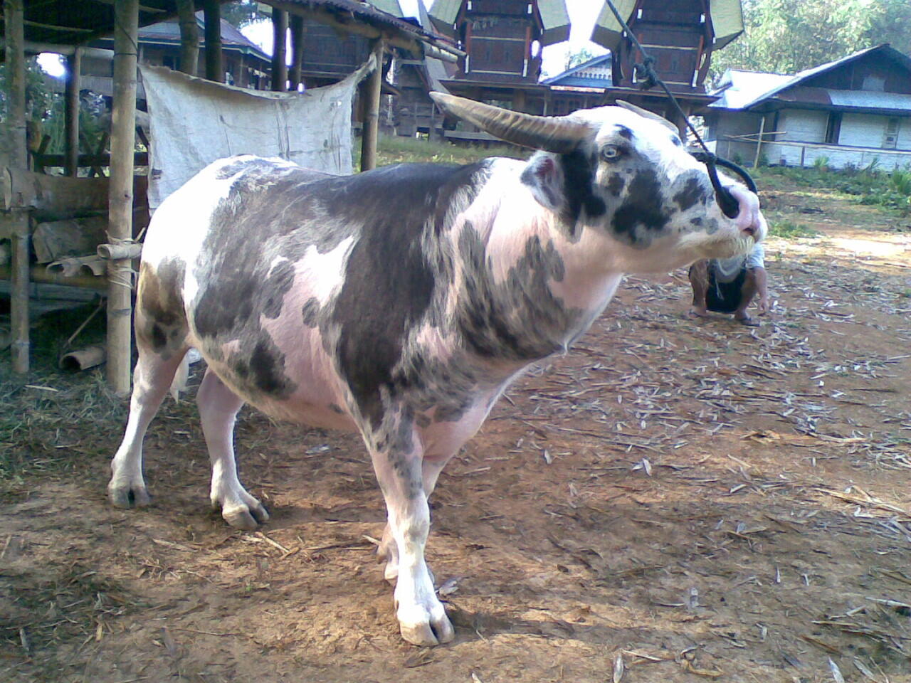 Toraja, ritual upacara adat &amp; Most Expensive Buffalo