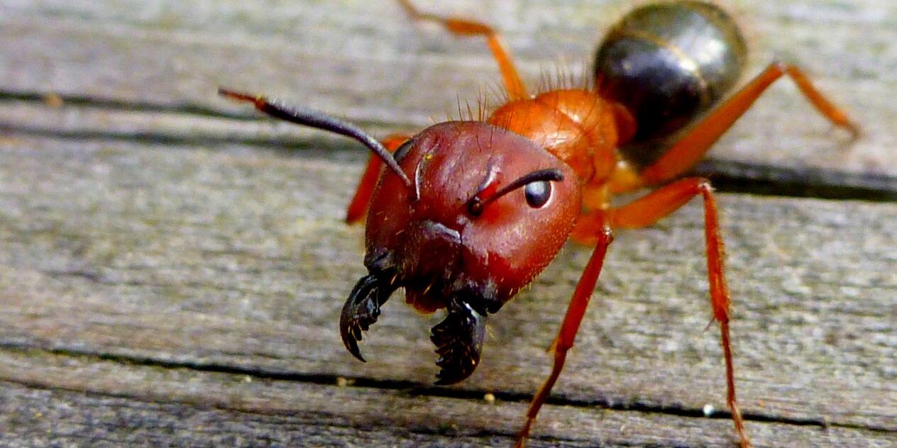 Mengenal Semut di Film Ant Man