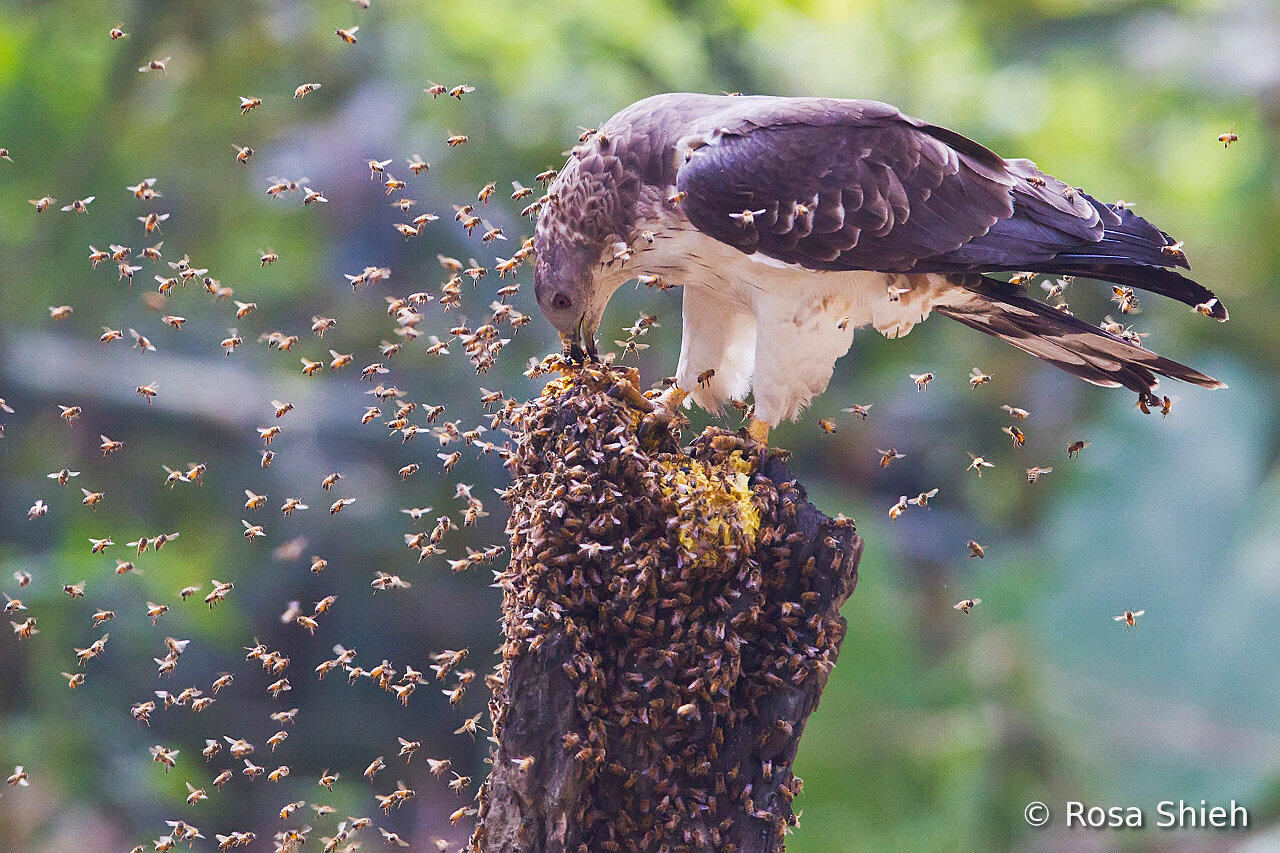 Senjata Burung Predator