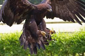 Senjata Burung Predator