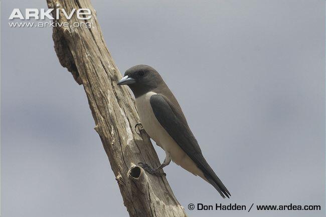 Senjata Burung Predator