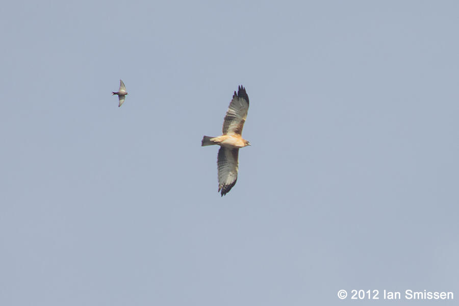Senjata Burung Predator