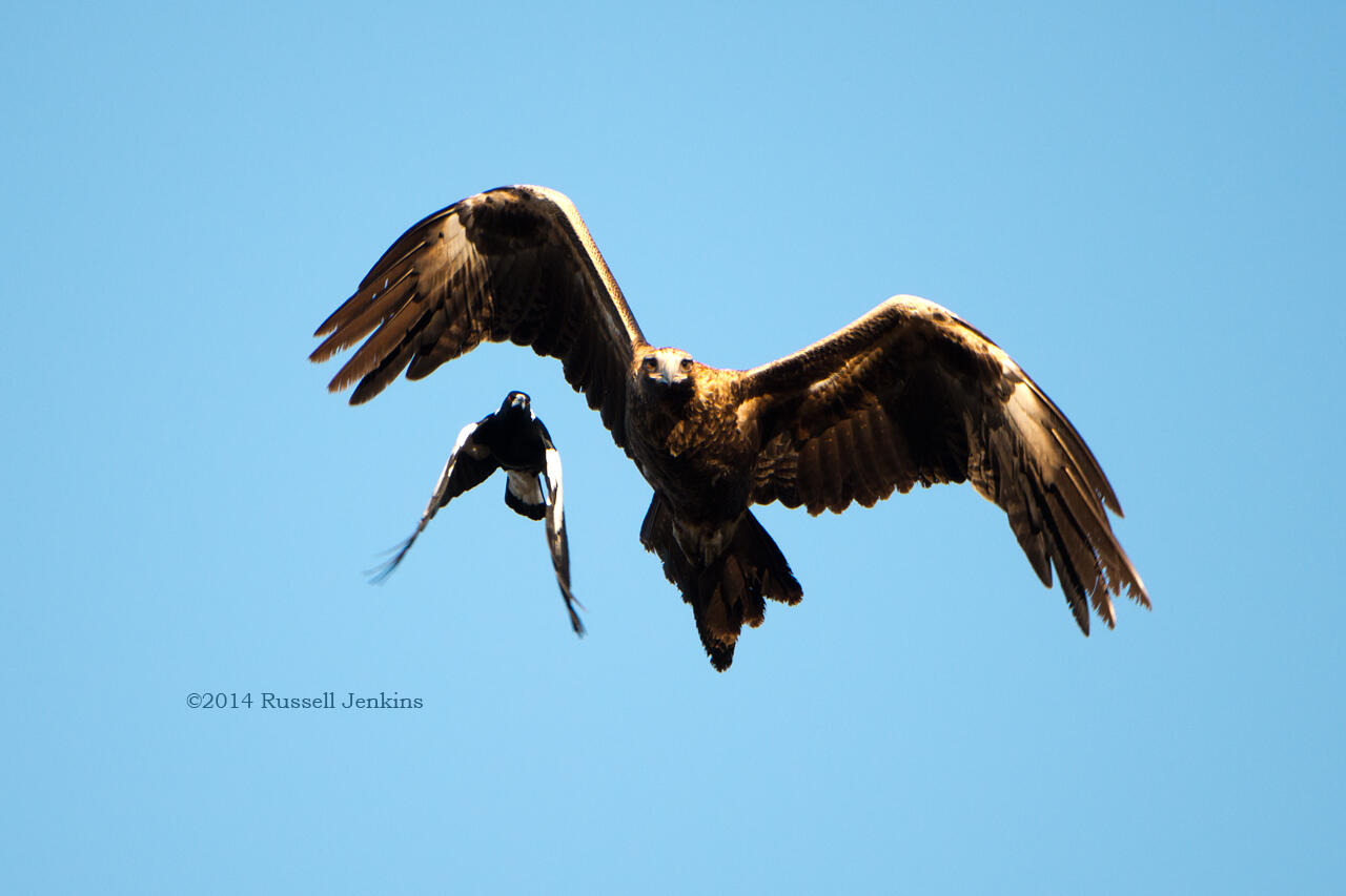 Senjata Burung Predator