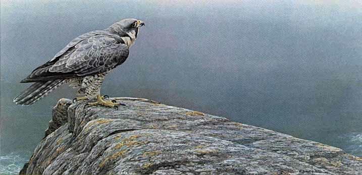 Senjata Burung Predator