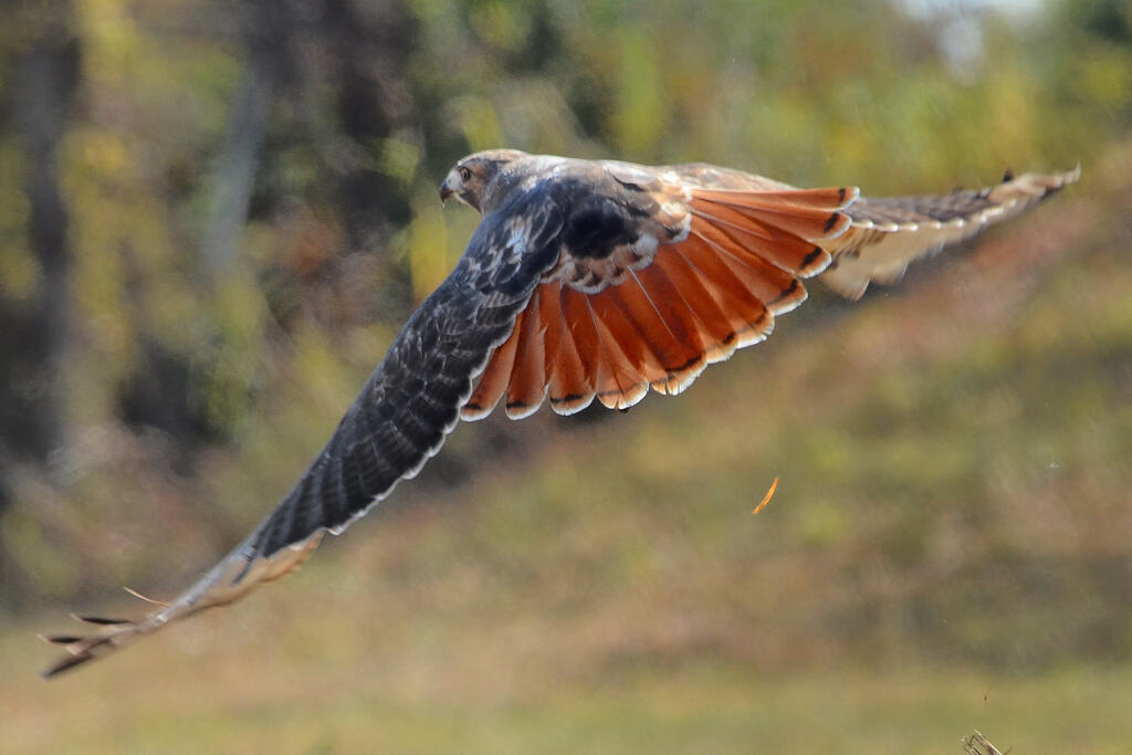Senjata Burung Predator
