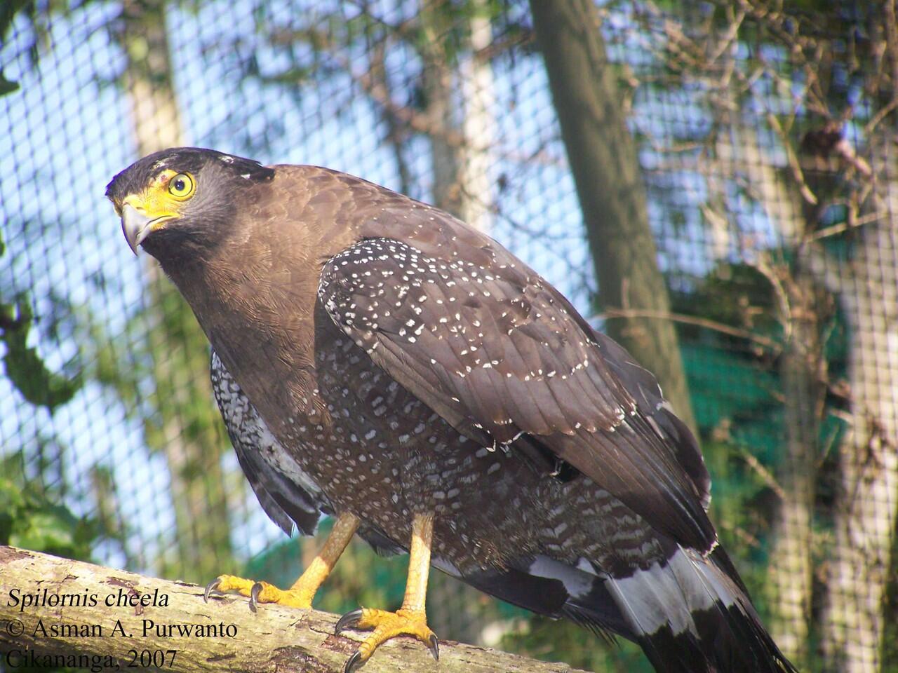 Senjata Burung Predator