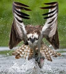 Senjata Burung Predator