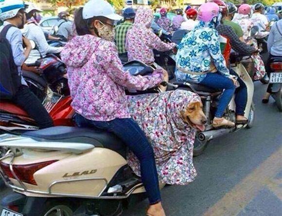 Cara Cerdik Tapi Konyol Orang Vietnam Menghindari Sengatan Terik Panas Matahari