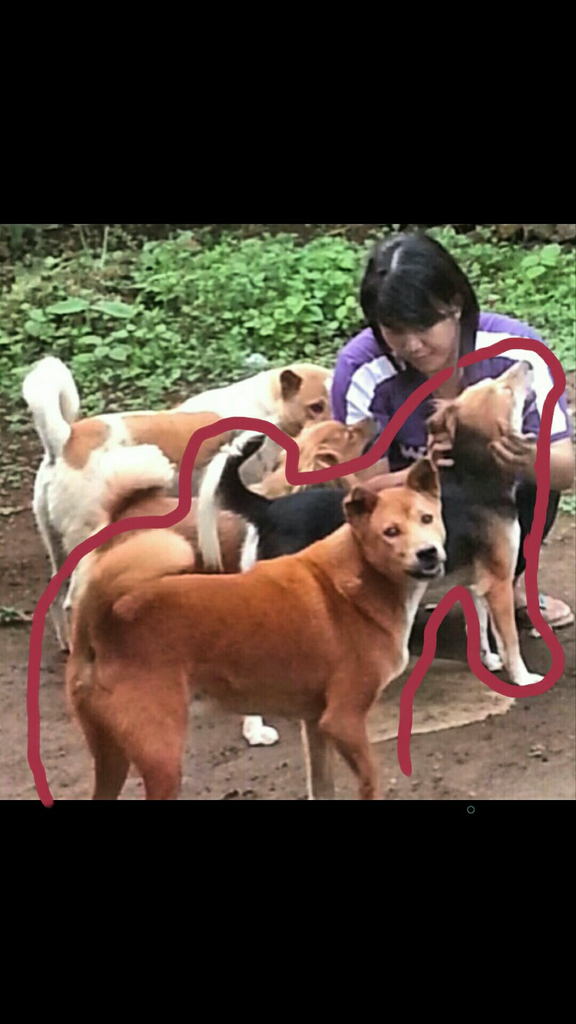 2 Anjing Hilang di kawasan Dalung Kwanji Kuta Utara