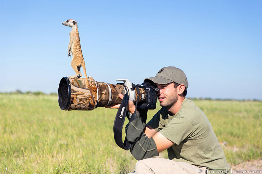 Inilah Hewan-Hewan yang Ingin Sekali Menjadi Fotografer