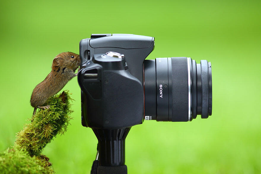 Inilah Hewan-Hewan yang Ingin Sekali Menjadi Fotografer