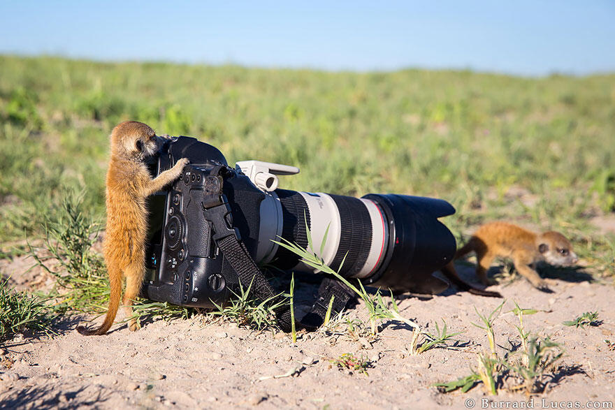 Inilah Hewan-Hewan yang Ingin Sekali Menjadi Fotografer