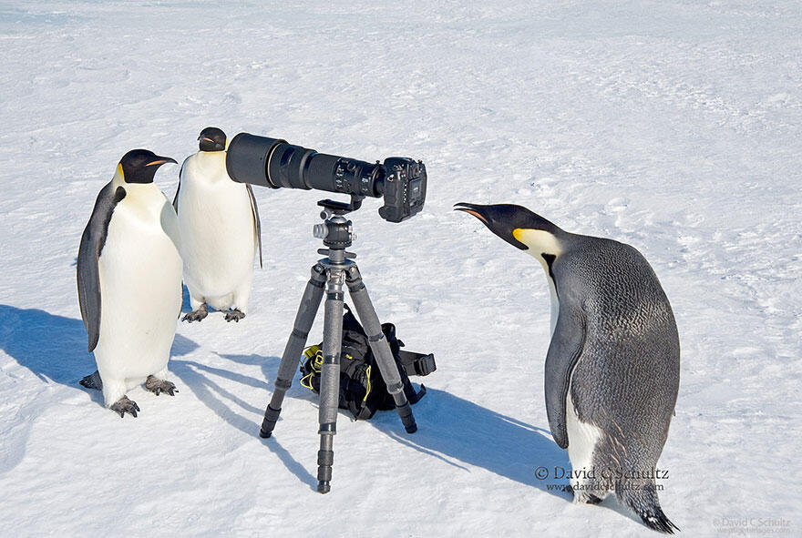 Inilah Hewan-Hewan yang Ingin Sekali Menjadi Fotografer