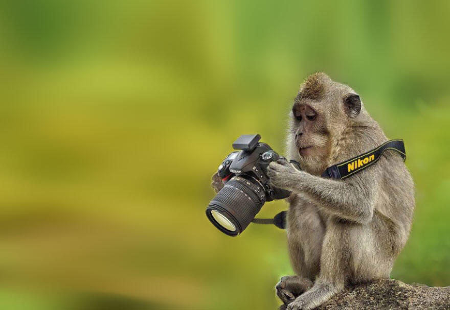 Inilah Hewan-Hewan yang Ingin Sekali Menjadi Fotografer