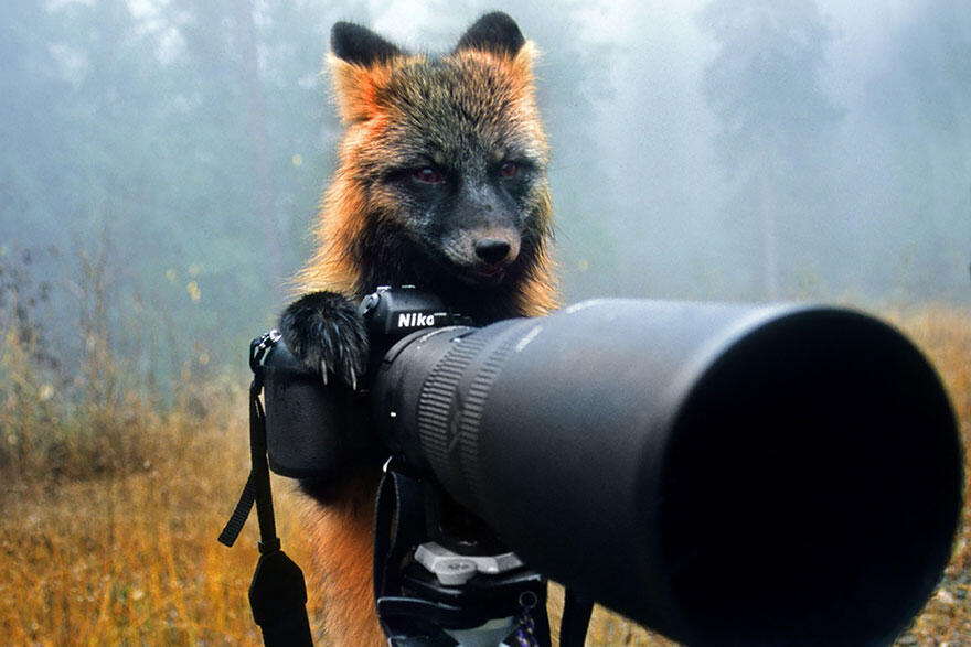 Inilah Hewan-Hewan yang Ingin Sekali Menjadi Fotografer