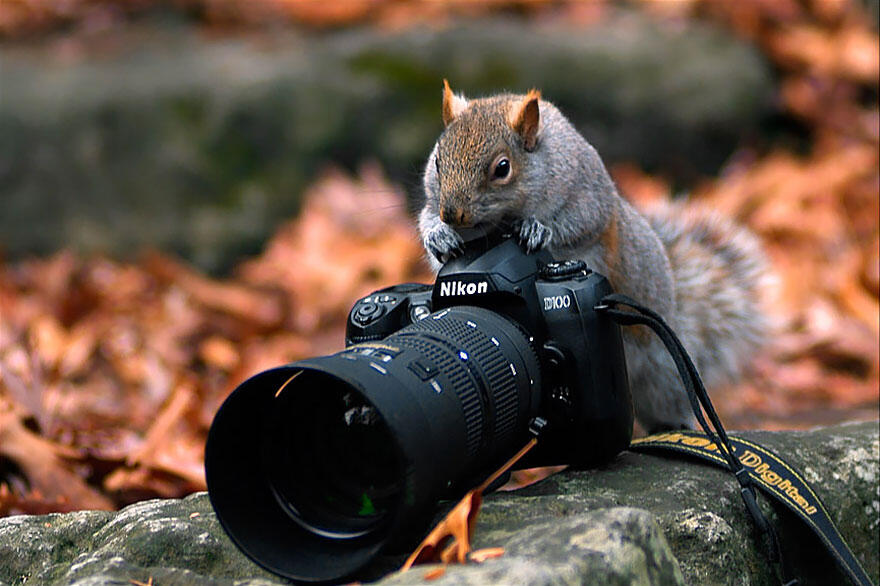 Inilah Hewan-Hewan yang Ingin Sekali Menjadi Fotografer