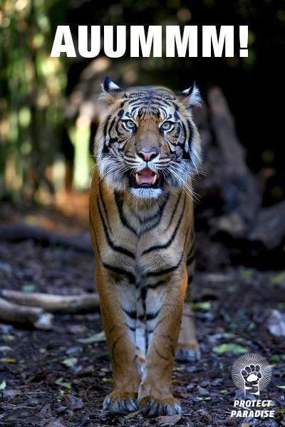 Bukan Hanya Jerat dan Peluru yang Bisa Membuat Harimau Punah