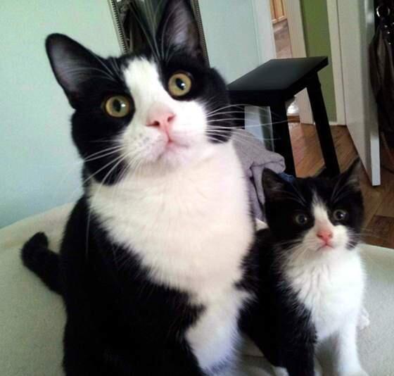 Foto Lucu Induk dan Anak Kucing