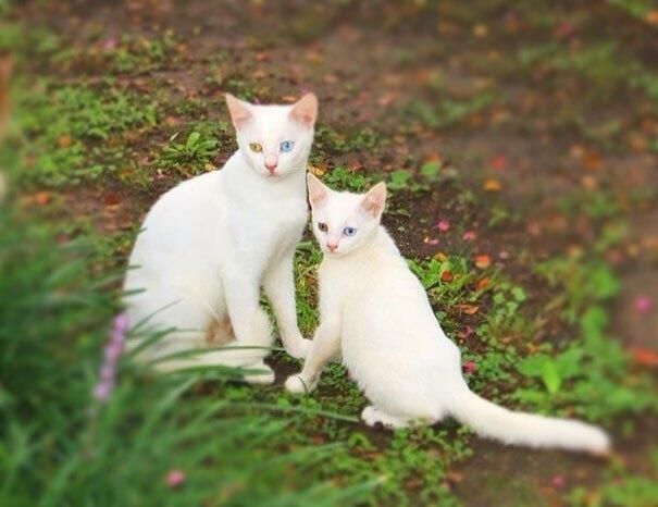 Foto Lucu Induk dan Anak Kucing