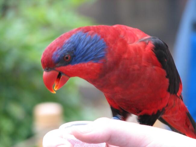 sy dari hong kong,di pasar burung pramuka beli burung bohong harga