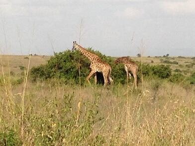 Melipir ke Nairobi, Kenya - Dakar, Senegal (From East Coast to West Coast of Africa)