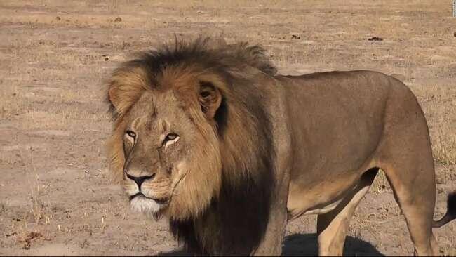 Mengenal Cecil, Singa Jantan yang Dibunuh oleh Seorang Warga Amerika