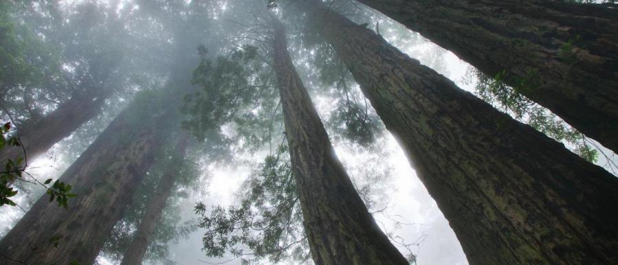 20 Hutan Paling Mengesankan di Dunia