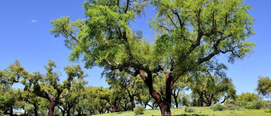 20 Hutan Paling Mengesankan di Dunia