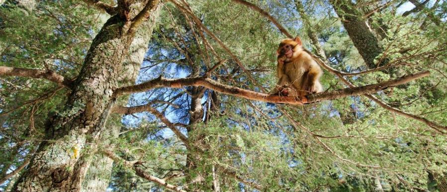 20 Hutan Paling Mengesankan di Dunia