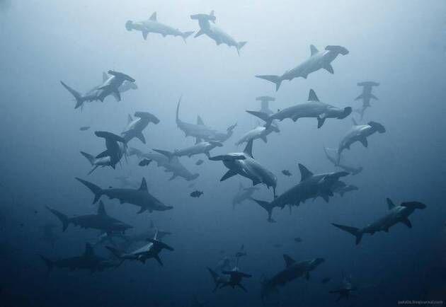 Agan Takut lihat Foto-foto Ini? Kemungkinan Agan Terkena THALASSOFOBIA!!!