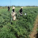 Kabar Gembira Harga Cabe Semakin pedAs,,Cuaca Bagus Legakan Petani Cabe....
