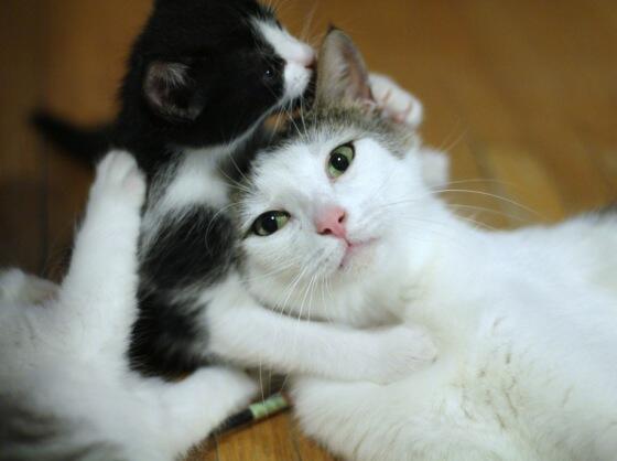 Pada Hewan (Kucing) Ada Pahala