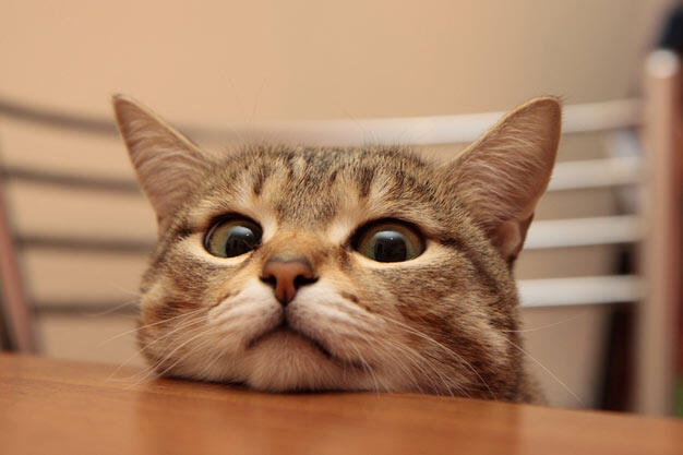 Pada Hewan (Kucing) Ada Pahala