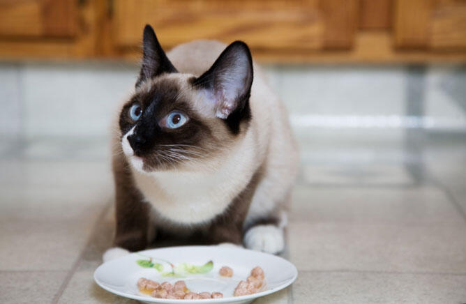 Pada Hewan (Kucing) Ada Pahala