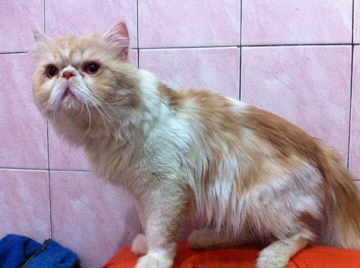 kucing jantan peaknose | KASKUS