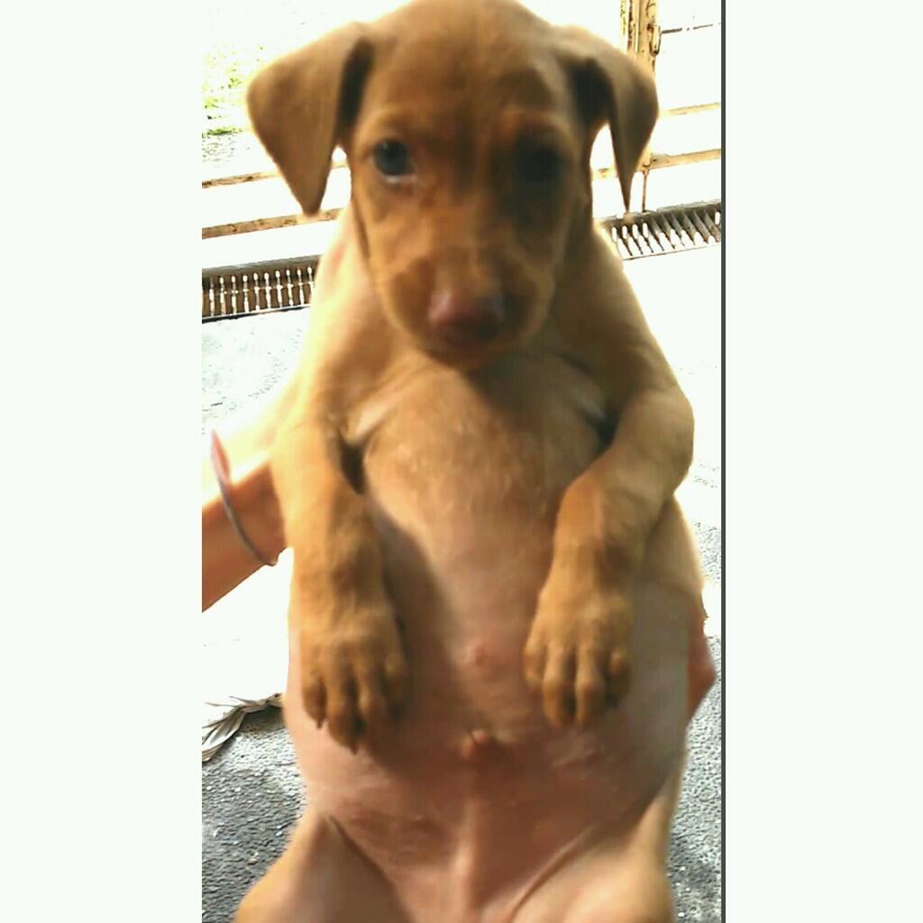 Anjing Kampung/Mongrel/Mix Breed/Campuran/Silangan Lover's - Part 2