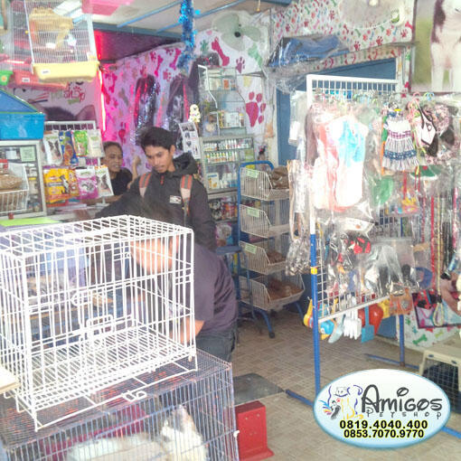 Amigos Petshop Makassar - Petshop Terlengkap dan Terpercaya
