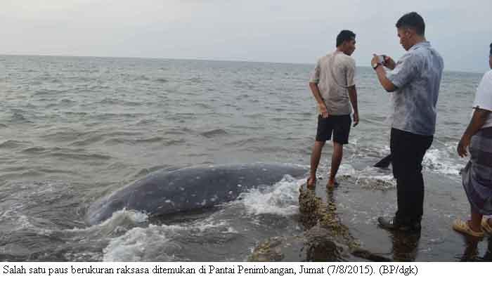 IKAN RAKSASA TERDAMPAR DI PANTAI BALI 