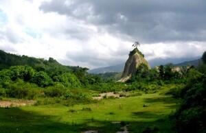 5 Pohon Unik di Indonesia